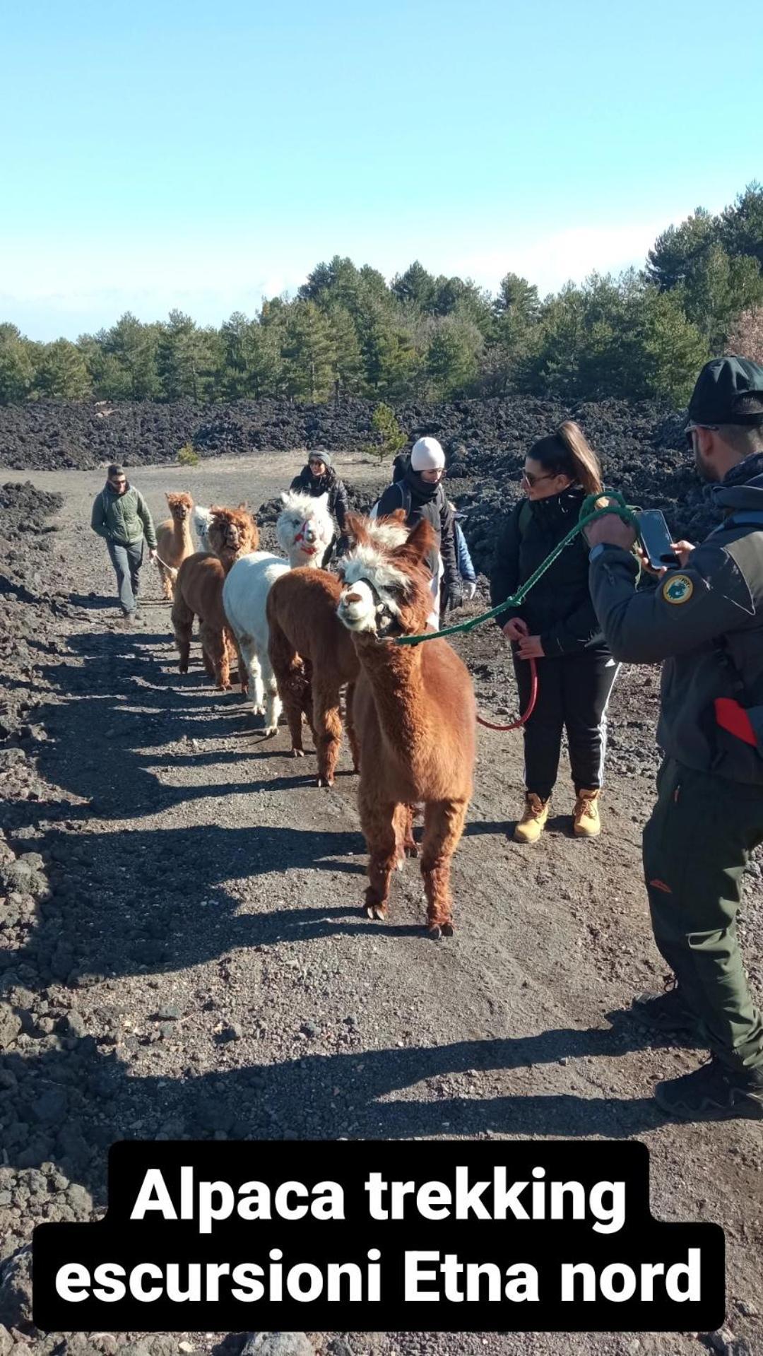 Alpaca Etna Rooms Da Mariagiovanna Linguaglossa Exteriör bild