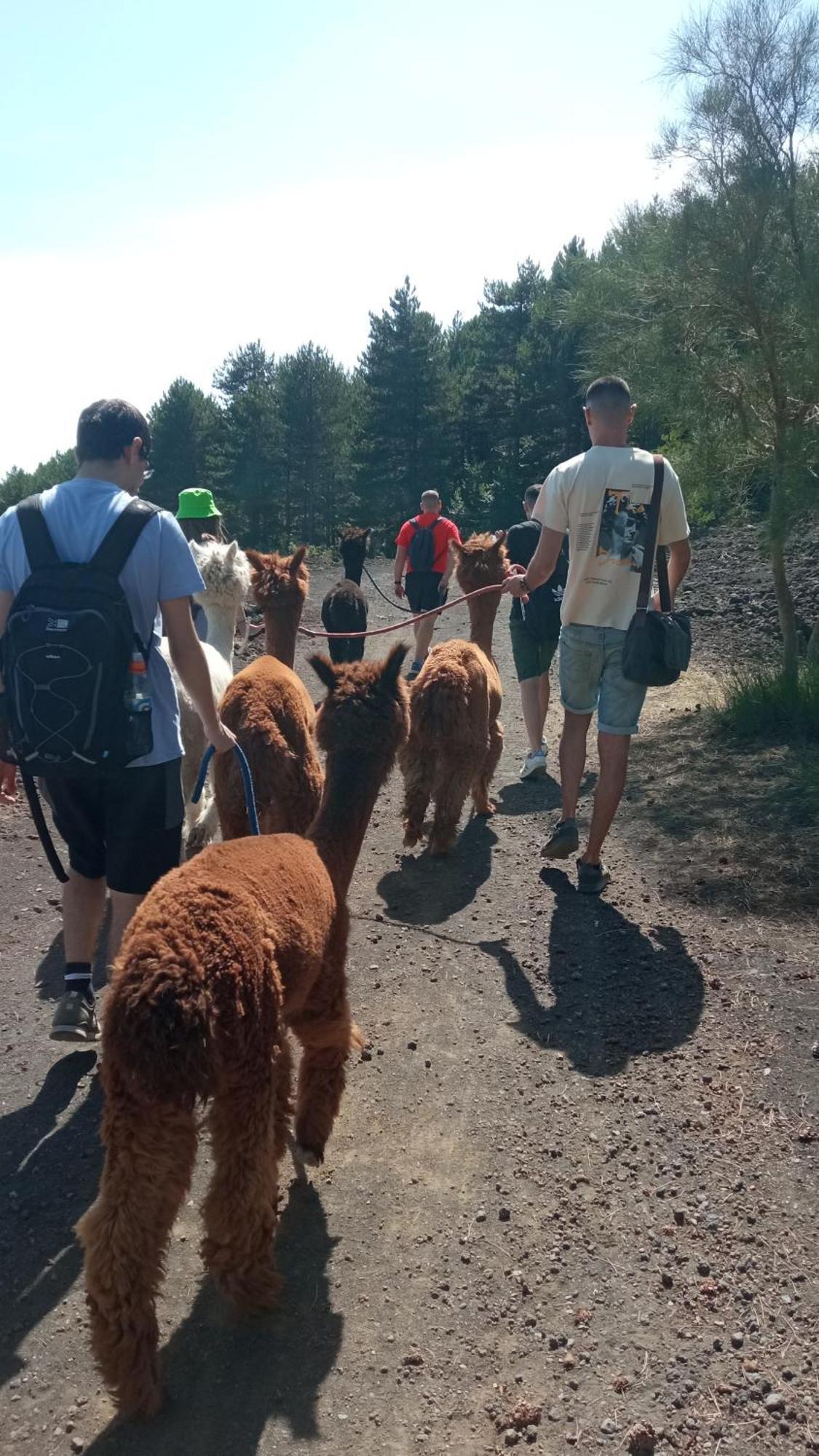 Alpaca Etna Rooms Da Mariagiovanna Linguaglossa Exteriör bild