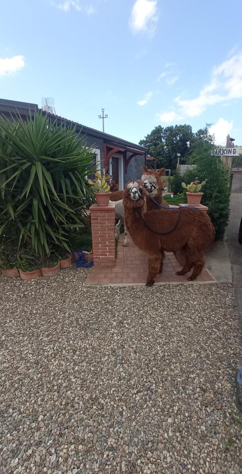 Alpaca Etna Rooms Da Mariagiovanna Linguaglossa Exteriör bild