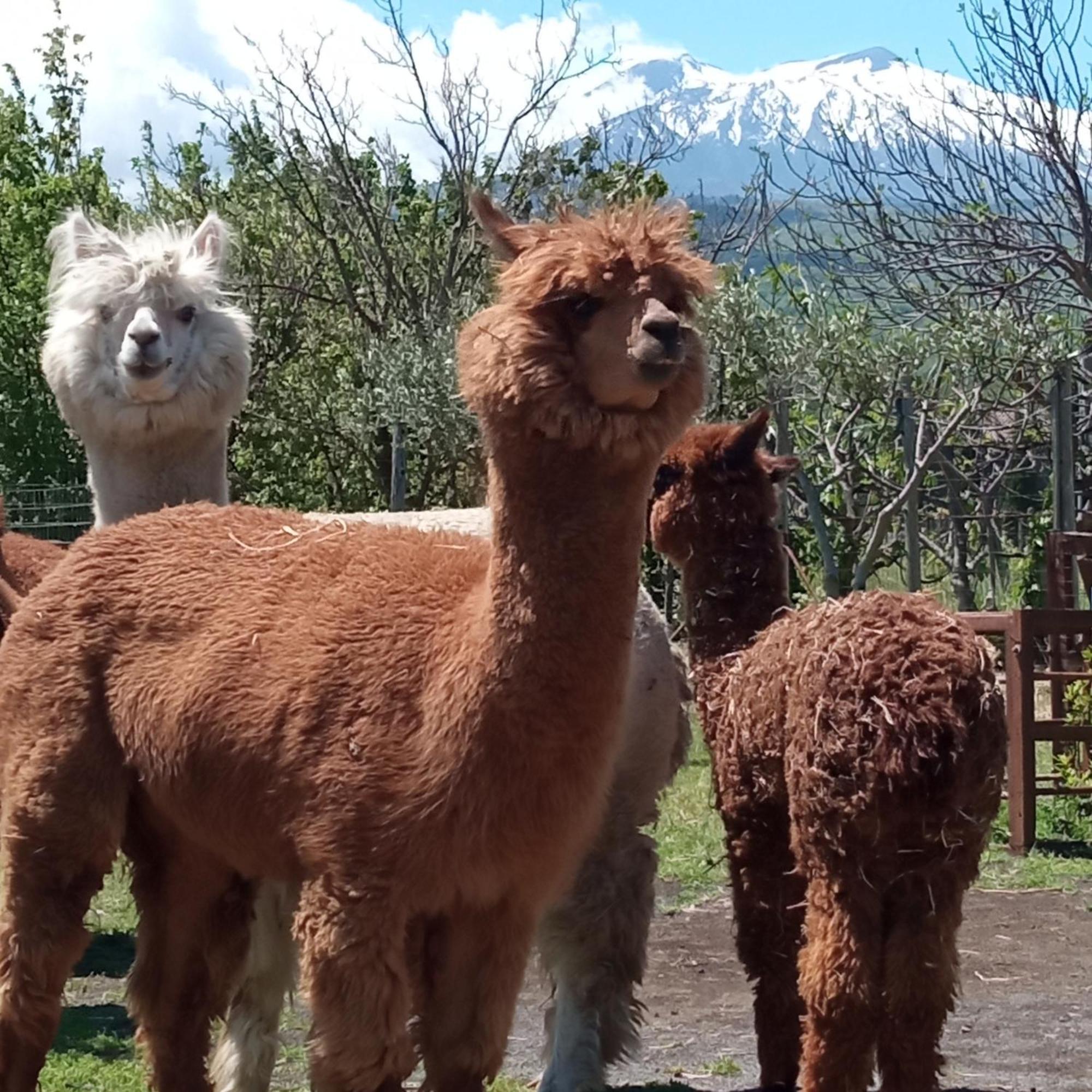 Alpaca Etna Rooms Da Mariagiovanna Linguaglossa Exteriör bild