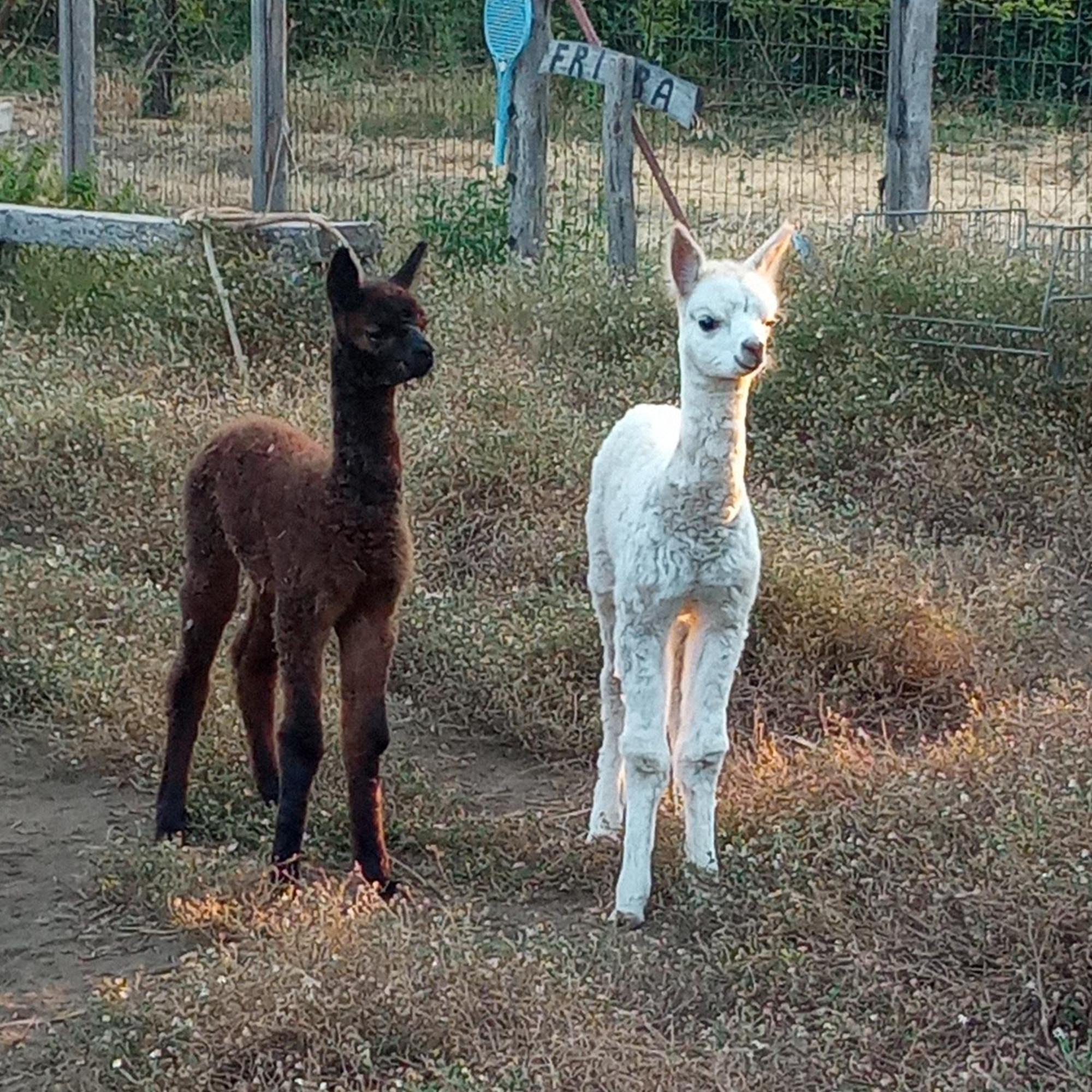 Alpaca Etna Rooms Da Mariagiovanna Linguaglossa Exteriör bild